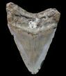 Bargain, Megalodon Tooth - North Carolina #80853-1